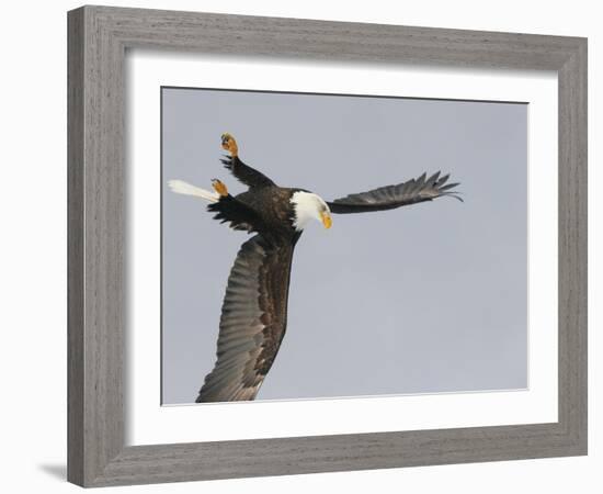 Bald Eagle Dive for Prey, Homer, Alaska, USA-Arthur Morris-Framed Photographic Print