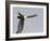 Bald Eagle Dive for Prey, Homer, Alaska, USA-Arthur Morris-Framed Photographic Print