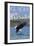 Bald Eagle Diving, Glacier National Park, Montana-Lantern Press-Framed Art Print