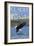 Bald Eagle Diving, Glacier National Park, Montana-Lantern Press-Framed Art Print