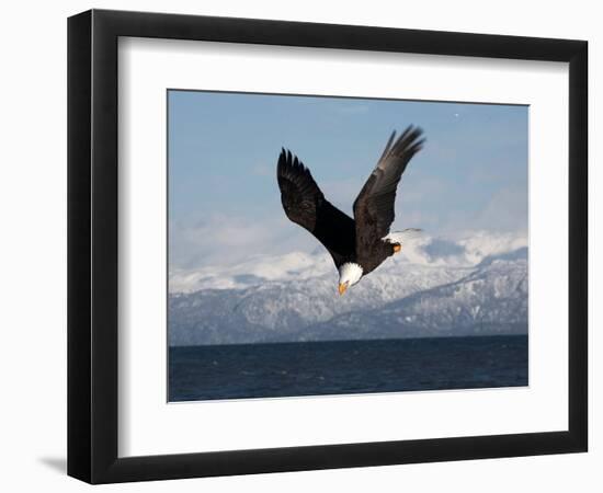 Bald Eagle Diving, Homer, Alaska, USA-David Northcott-Framed Photographic Print