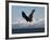 Bald Eagle Diving, Homer, Alaska, USA-David Northcott-Framed Photographic Print
