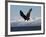 Bald Eagle Diving, Homer, Alaska, USA-David Northcott-Framed Photographic Print