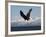 Bald Eagle Diving, Homer, Alaska, USA-David Northcott-Framed Photographic Print