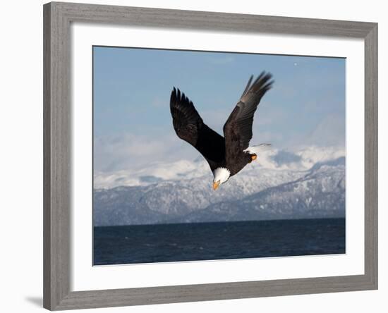 Bald Eagle Diving, Homer, Alaska, USA-David Northcott-Framed Photographic Print