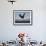 Bald Eagle Diving, Homer, Alaska, USA-David Northcott-Framed Photographic Print displayed on a wall