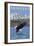 Bald Eagle Diving, Montana-Lantern Press-Framed Art Print
