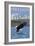 Bald Eagle Diving, Oregon-Lantern Press-Framed Art Print