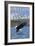 Bald Eagle Diving, Oregon-Lantern Press-Framed Art Print