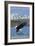 Bald Eagle Diving, Skagit Valley, Washington-Lantern Press-Framed Art Print