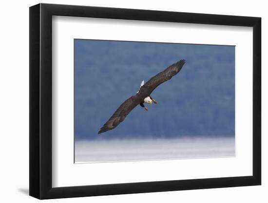 Bald Eagle diving-Ken Archer-Framed Photographic Print