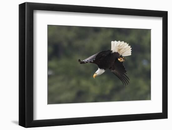 Bald Eagle diving-Ken Archer-Framed Photographic Print