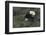 Bald Eagle diving-Ken Archer-Framed Photographic Print