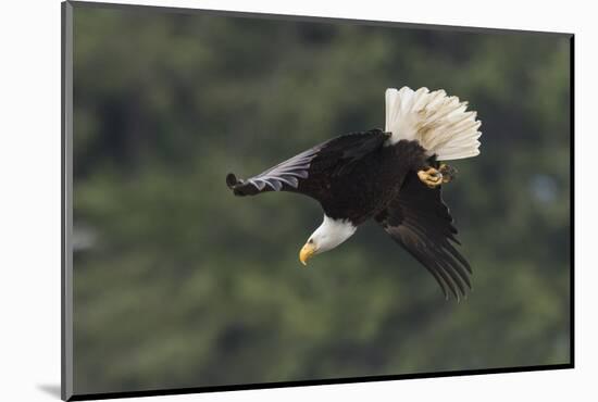 Bald Eagle diving-Ken Archer-Mounted Photographic Print