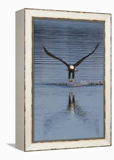 Bald Eagle Fishing-Ken Archer-Framed Premier Image Canvas