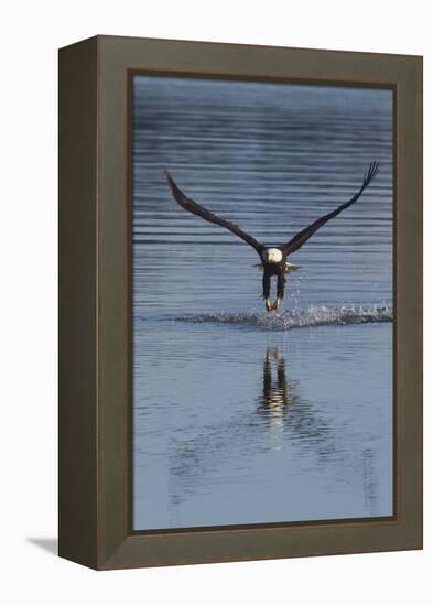 Bald Eagle Fishing-Ken Archer-Framed Premier Image Canvas