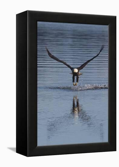 Bald Eagle Fishing-Ken Archer-Framed Premier Image Canvas