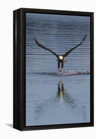 Bald Eagle Fishing-Ken Archer-Framed Premier Image Canvas