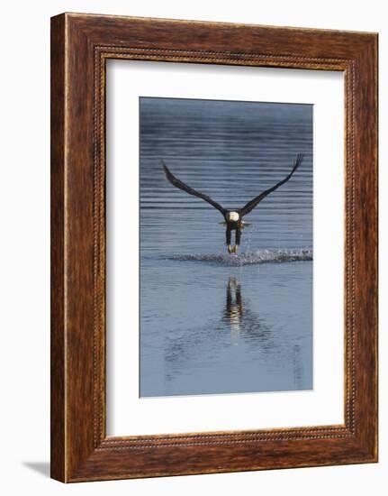 Bald Eagle Fishing-Ken Archer-Framed Photographic Print