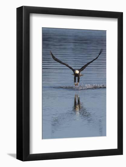 Bald Eagle Fishing-Ken Archer-Framed Photographic Print