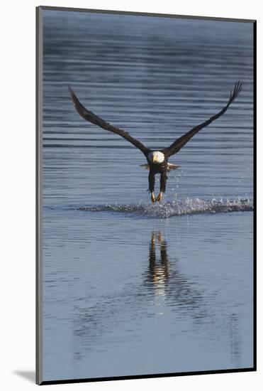 Bald Eagle Fishing-Ken Archer-Mounted Photographic Print