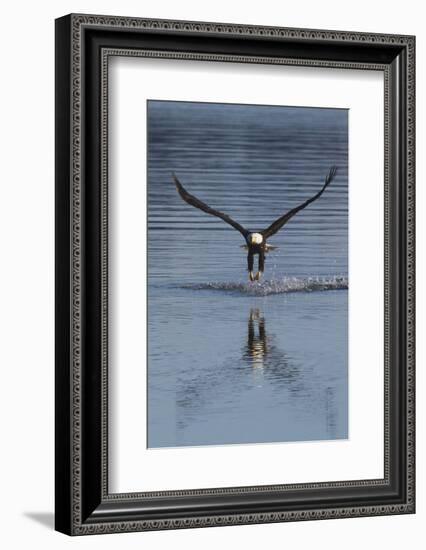 Bald Eagle Fishing-Ken Archer-Framed Photographic Print