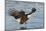 Bald Eagle Fishing-Hal Beral-Mounted Photographic Print