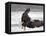 Bald Eagle Flies in Snowstorm, Chilkat Bald Eagle Preserve, Alaska, USA-Cathy & Gordon Illg-Framed Premier Image Canvas