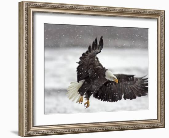 Bald Eagle Flies in Snowstorm, Chilkat Bald Eagle Preserve, Alaska, USA-Cathy & Gordon Illg-Framed Photographic Print