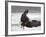 Bald Eagle Flies in Snowstorm, Chilkat Bald Eagle Preserve, Alaska, USA-Cathy & Gordon Illg-Framed Photographic Print