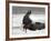 Bald Eagle Flies in Snowstorm, Chilkat Bald Eagle Preserve, Alaska, USA-Cathy & Gordon Illg-Framed Photographic Print