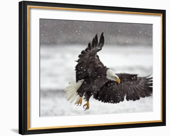 Bald Eagle Flies in Snowstorm, Chilkat Bald Eagle Preserve, Alaska, USA-Cathy & Gordon Illg-Framed Photographic Print