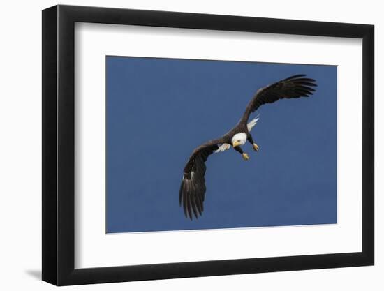 Bald Eagle Flight-Ken Archer-Framed Photographic Print