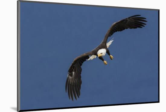 Bald Eagle Flight-Ken Archer-Mounted Photographic Print