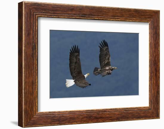 Bald Eagle Flight-Ken Archer-Framed Photographic Print