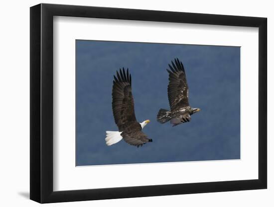 Bald Eagle Flight-Ken Archer-Framed Photographic Print