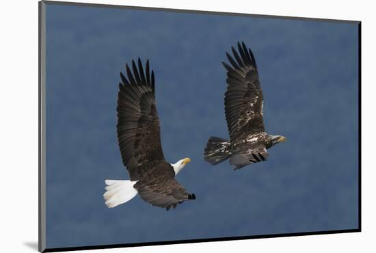 Bald Eagle Flight-Ken Archer-Mounted Photographic Print