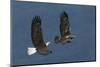 Bald Eagle Flight-Ken Archer-Mounted Photographic Print