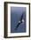 Bald Eagle Flight-Ken Archer-Framed Photographic Print