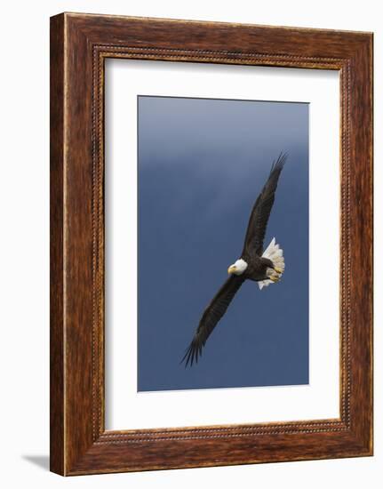 Bald Eagle Flight-Ken Archer-Framed Photographic Print