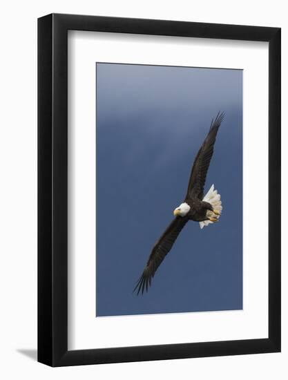 Bald Eagle Flight-Ken Archer-Framed Photographic Print