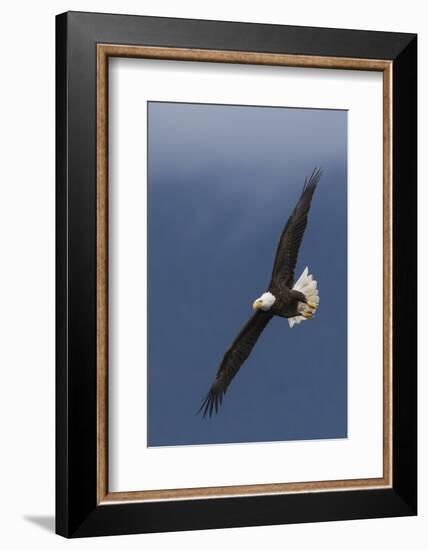 Bald Eagle Flight-Ken Archer-Framed Photographic Print