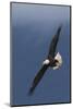 Bald Eagle Flight-Ken Archer-Mounted Photographic Print