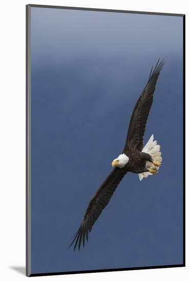 Bald Eagle Flight-Ken Archer-Mounted Photographic Print