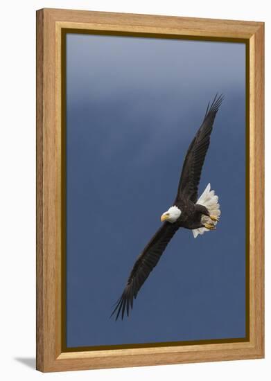 Bald Eagle Flight-Ken Archer-Framed Premier Image Canvas