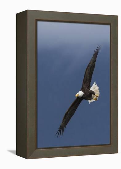 Bald Eagle Flight-Ken Archer-Framed Premier Image Canvas