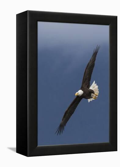 Bald Eagle Flight-Ken Archer-Framed Premier Image Canvas