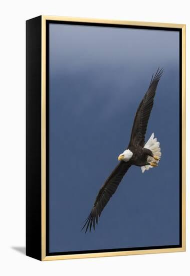 Bald Eagle Flight-Ken Archer-Framed Premier Image Canvas