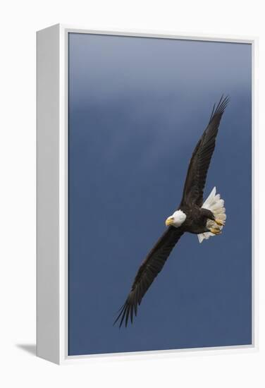 Bald Eagle Flight-Ken Archer-Framed Premier Image Canvas