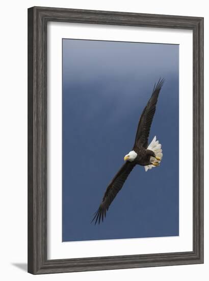 Bald Eagle Flight-Ken Archer-Framed Photographic Print